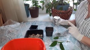 Хойя черенкование. Вегетативный способ размножения лиан