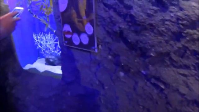 Aquaria KLCC - Kuala lumpur, a world-class aquarium смотреть онлайн