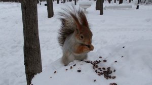 Белка зимой