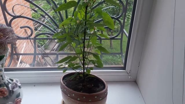 Самоопыляемый перец на подоконнике смотреть онлайн