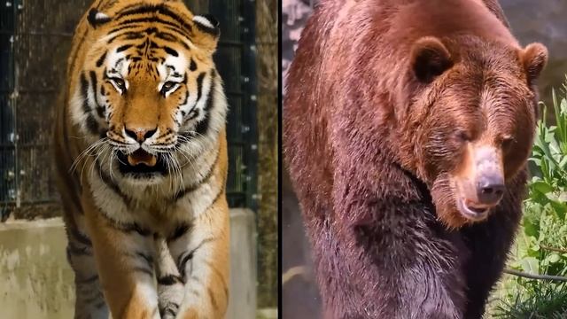 GRIZZLY BEAR vs TIGER - The Honest Truth смотреть онлайн