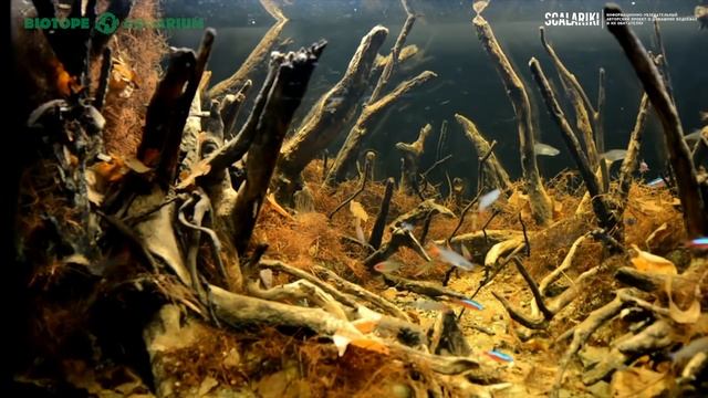 Неон Красный. Содержание, разведение, кормление. Как обустроить аквариум смотреть онлайн