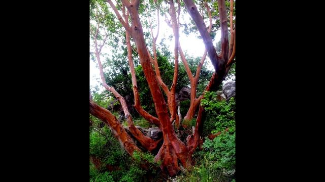 Сказка о Крымском земляничном дереве .Тимофеева Марина. смотреть онлайн