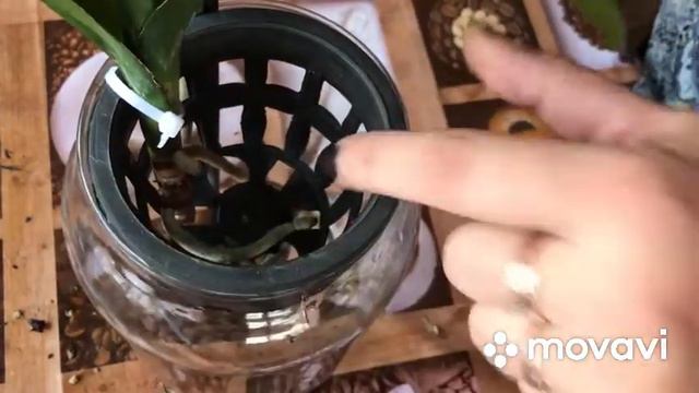 У Ванды сгнили все корни😱 спасаю Ванду. смотреть онлайн