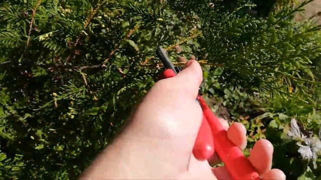 Как обрезать и размножить тую черенками? смотреть онлайн