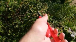 Как обрезать и размножить тую черенками?