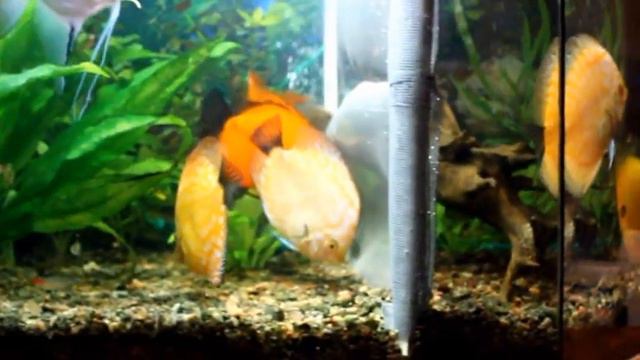 Нерест Дискусов в общем аквариуме смотреть онлайн