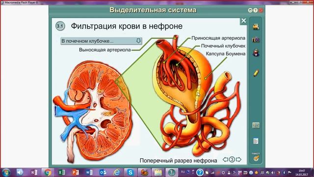 Мочевыделительная система. Строение и функции почек. Образование мочи.ЕГЭ и ОГЭ по биологии смотреть онлайн