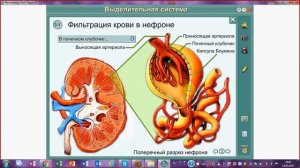 Мочевыделительная система. Строение и функции почек. Образование мочи.ЕГЭ и ОГЭ по биологии