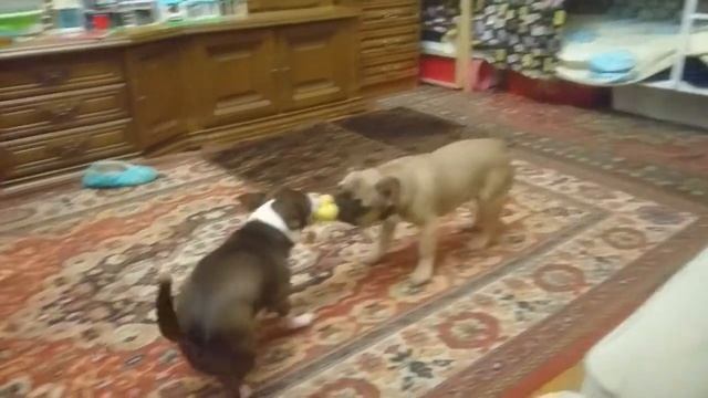 Щенок француза 9 месяцев и взрослый чихуахуа-кто перетянет игрушку? смотреть онлайн