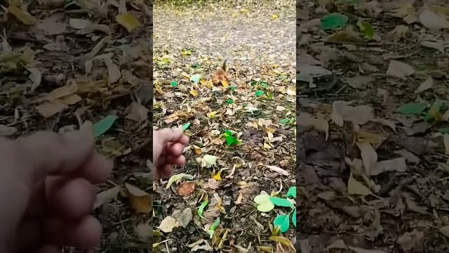 ИНТЕРЕСНЫЕ МЕСТА МОСКВЫ #5. Ручные Белки в Парке Горького ?️?