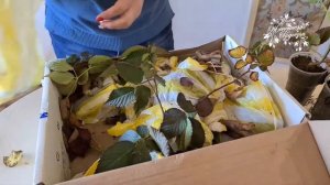 Обзор посылки от Игоря, канал " Сады севера Азии"!