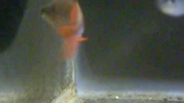 Melanotaenia "Hybrid" смотреть онлайн