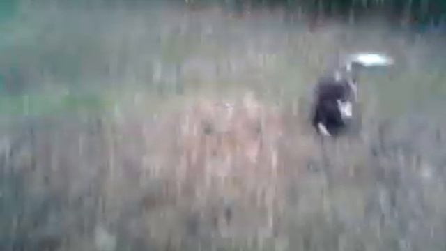 Budley смотреть онлайн