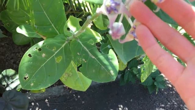 США. Хлебное дерево?!, Гавайи смотреть онлайн