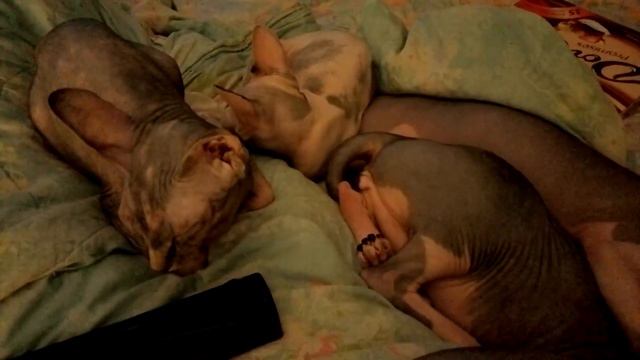 Сладкий сфинксячий сон 😻😽👼💕 which kotosemya funny cats смотреть онлайн