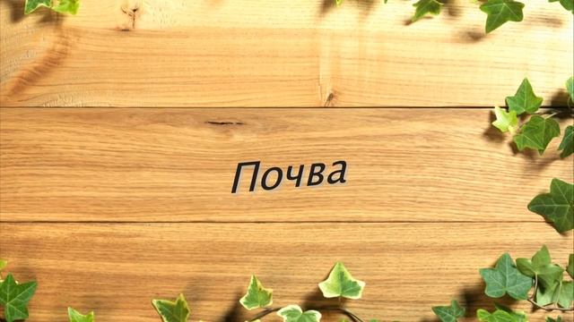 КРЕСТОВНИК или СЕНЕЦИО | Виды, уход и размножение в домашних условиях смотреть онлайн