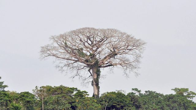 What's the biggest tree in the world? смотреть онлайн