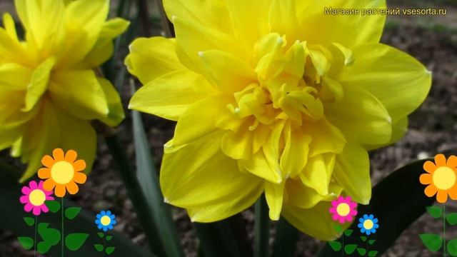 Нарцисс обыкновенный Голден Дукэт. Краткий обзор, описание характеристик narcissus Golden Ducat смотреть онлайн