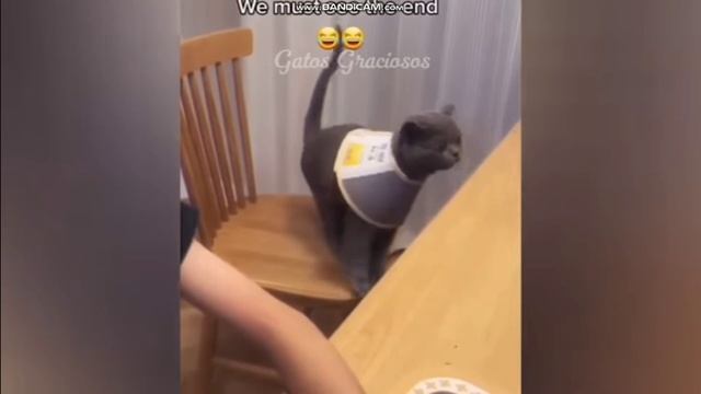 ПРИКОЛЫ КОТЫ. смотреть онлайн