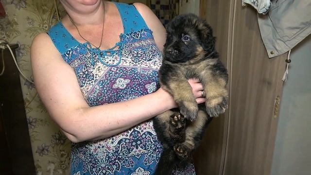 Толстолапое счастье! ЩЕНКИ Немецкой Овчарки 1 месяц и неделя от Дакара и Цери. Одесса. Украина. смотреть онлайн