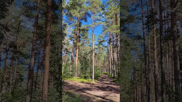 Карелия 2024. Карельский лес. Июль 2024г (Часть 1).mp4 смотреть онлайн