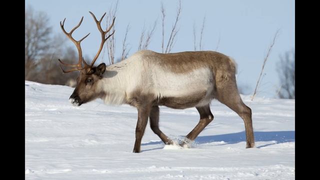 Голоса и звуки животных Арктики и Антарктики для детей.Развивающее видео.Карточки Домана. смотреть онлайн