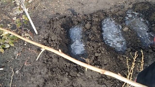 СМОРОДИНА РАЗМНОЖЕНИЕ ЧЕРЕНКАМИ ОСЕНЬЮ смотреть онлайн