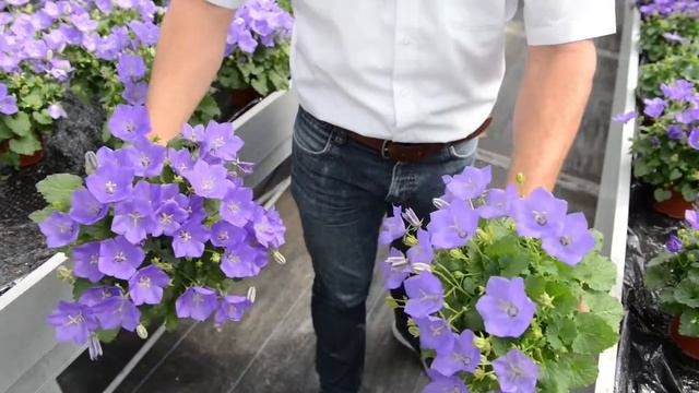 Schoneveld Breeding's preview Campanula carpatica смотреть онлайн