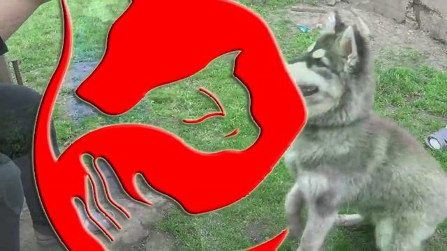 Дрессировка хаски | Все о собаках смотреть онлайн