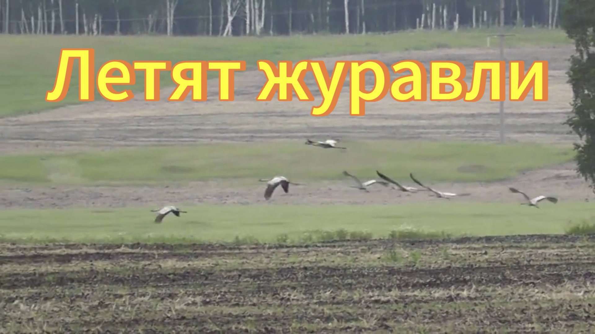 Журавли летят. Красивый полёт журавлей. Журавли в поле. Птицы Сибири. Новосибирская область. смотреть онлайн