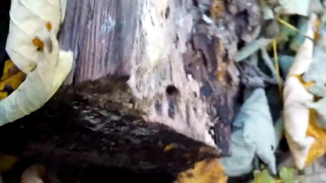 КАК РАСТУТ ОПЯТА смотреть онлайн