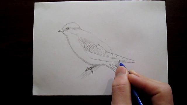 Common house martin drawing. Ласточка рисунок смотреть онлайн