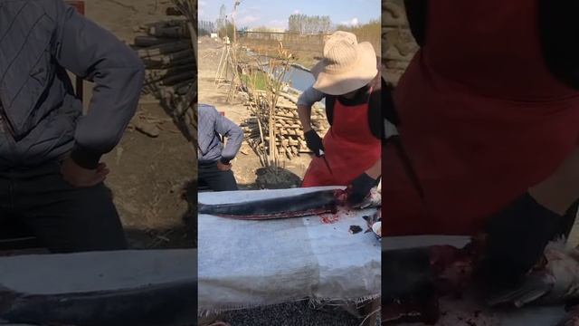 Сегодня разделываем клариевого сома для шашлыка. смотреть онлайн