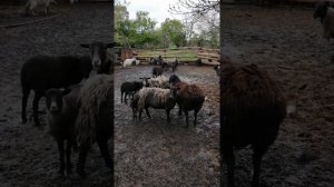 Романовские овцы и курдючный баран