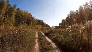 Прогулка по лесу