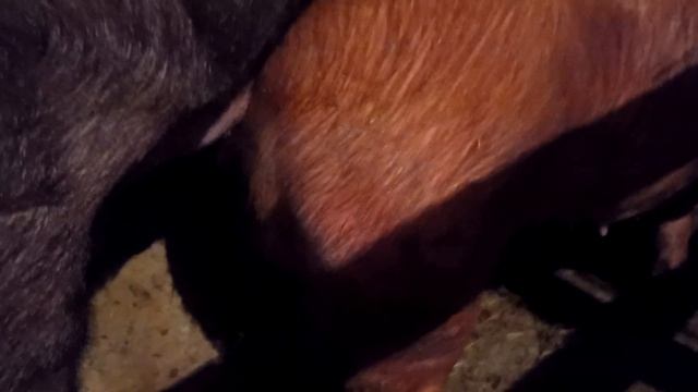 Случка чистокровные свиней породы Дюрок... смотреть онлайн