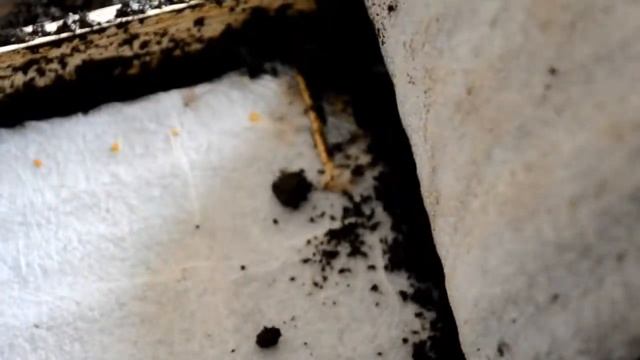 Картошка из семечек смотреть онлайн