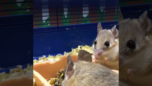 Иглистые египетские мыши смотреть онлайн