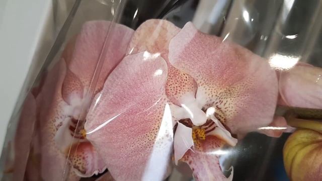 ЗАВОЗ НОВЫХ ОРХИДЕЙ.ОПТОВЫЙ ЦВЕТОЧНЫЙ РЫНОК //14.07.23// смотреть онлайн