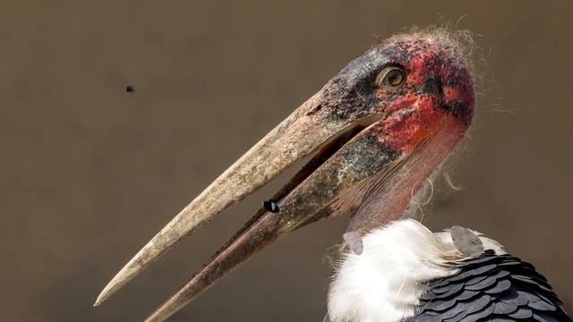 Марабу - интересные факты (Фото, Видео) смотреть онлайн