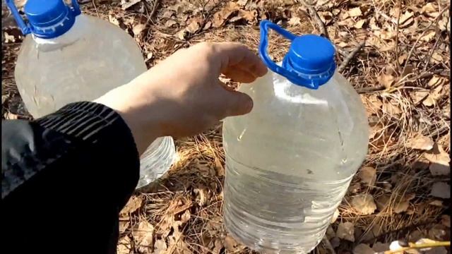 Сбор берёзового сока. смотреть онлайн