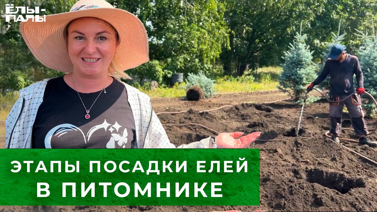 Этапы посадки елей в питомнике "ЁЛЫ-ПАЛЫ"