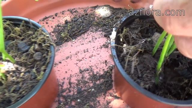 РАЗМНОЖЕНИЕ АНТУРИУМА | 2 ЧАСТЬ смотреть онлайн