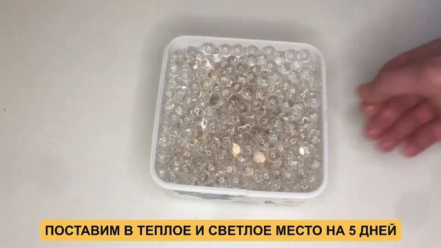 ТРАВА ДЛЯ КОШЕК БЕЗ ЗЕМЛИ | ВЫРАСТИЛИ ТРАВУ В ОРБИЗАХ смотреть онлайн