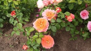 Роза Нотр Дам дю Розер - Мощный сорт розы с букетным цветением! Цветет обильно, без перерыва!