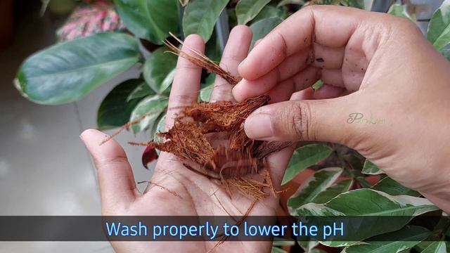 USE THIS To Get MORE Flowers In Gardenia Plant - Gardenia Plant Care смотреть онлайн
