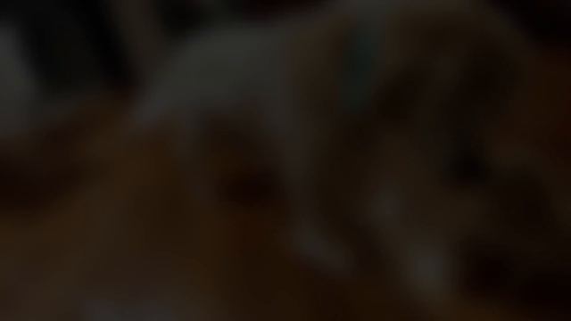 10 Hardest Working Dog Breeds смотреть онлайн