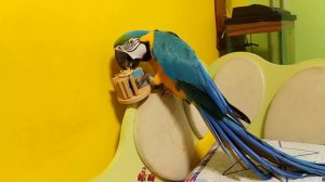 Попугай ара играет.