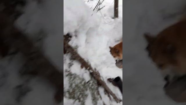 Лиса в корнях. смотреть онлайн
